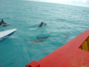 dolphinsChristmasIsland.jpg